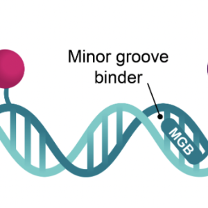 Minor Groove Binder (MGB) Probes