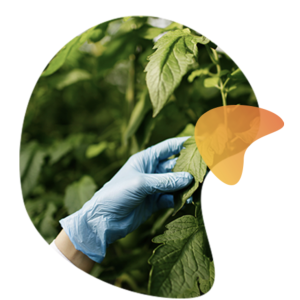 KASP genotyping reagents